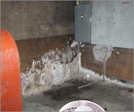 Efflorescence, commonly mistaken for mold